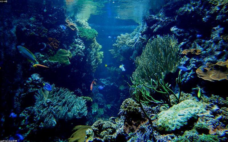 Luxury coral reef aquarium